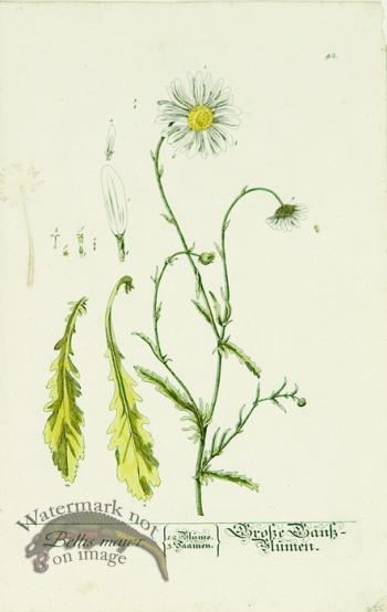 Blackwell German 065